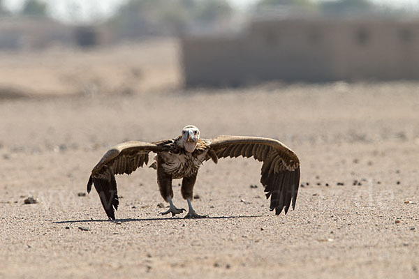 Ohrengeier (Aegypius tracheliotus)