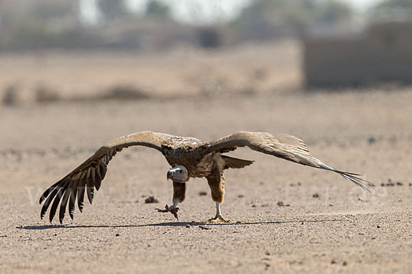 Ohrengeier (Aegypius tracheliotus)