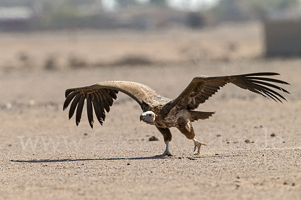 Ohrengeier (Aegypius tracheliotus)