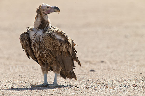 Ohrengeier (Aegypius tracheliotus)