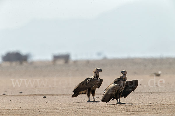 Ohrengeier (Aegypius tracheliotus)