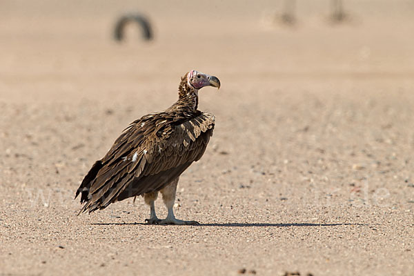 Ohrengeier (Aegypius tracheliotus)