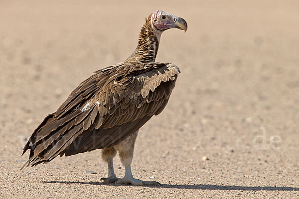 Ohrengeier (Aegypius tracheliotus)