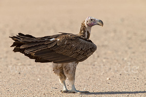 Ohrengeier (Aegypius tracheliotus)