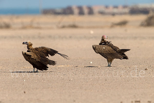 Ohrengeier (Aegypius tracheliotus)