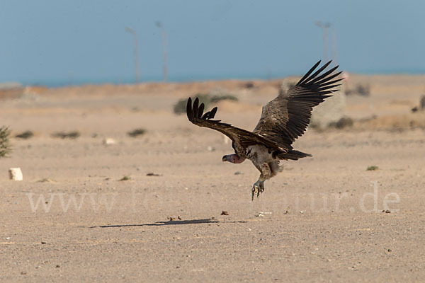 Ohrengeier (Aegypius tracheliotus)