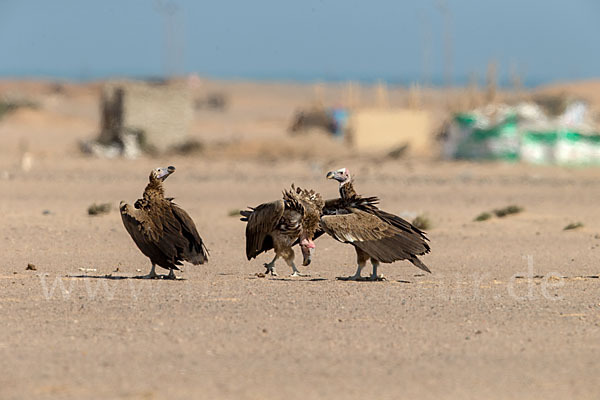 Ohrengeier (Aegypius tracheliotus)