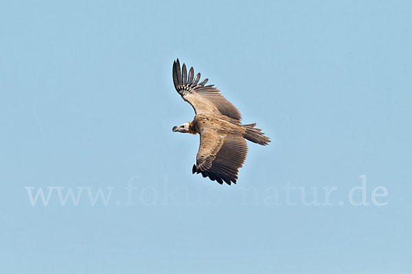 Ohrengeier (Aegypius tracheliotus)