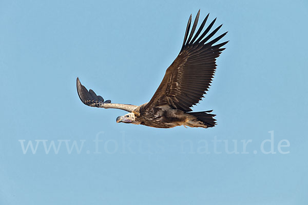 Ohrengeier (Aegypius tracheliotus)