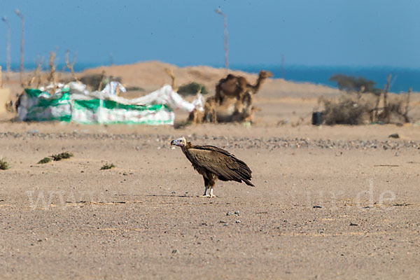 Ohrengeier (Aegypius tracheliotus)