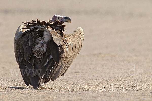 Ohrengeier (Aegypius tracheliotus)