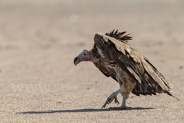 Ohrengeier (Aegypius tracheliotus)