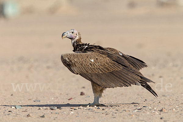 Ohrengeier (Aegypius tracheliotus)