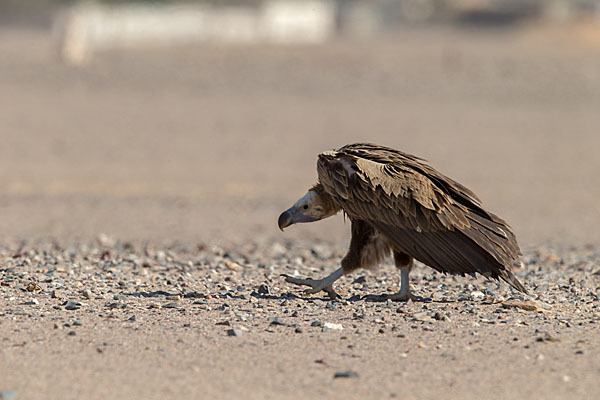 Ohrengeier (Aegypius tracheliotus)