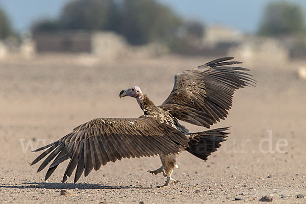 Ohrengeier (Aegypius tracheliotus)