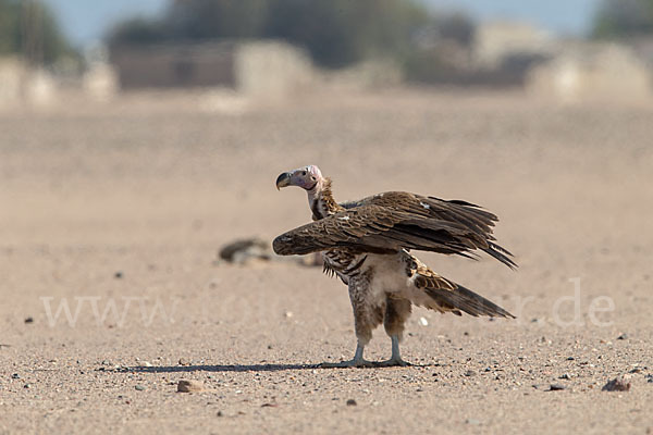 Ohrengeier (Aegypius tracheliotus)