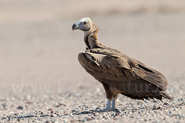 Ohrengeier (Aegypius tracheliotus)