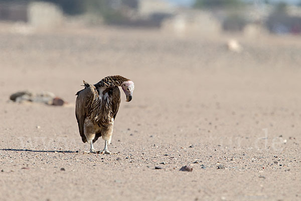 Ohrengeier (Aegypius tracheliotus)