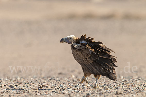 Ohrengeier (Aegypius tracheliotus)