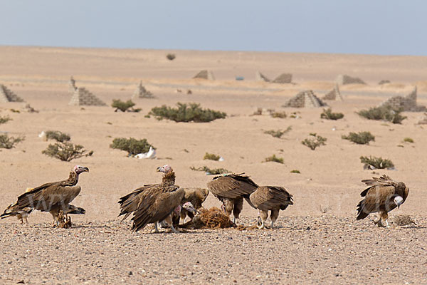 Ohrengeier (Aegypius tracheliotus)