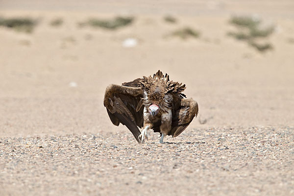 Ohrengeier (Aegypius tracheliotus)