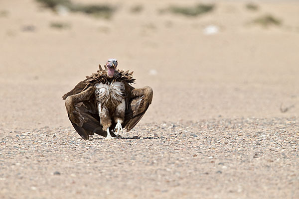 Ohrengeier (Aegypius tracheliotus)