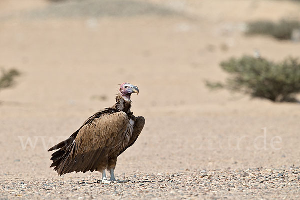 Ohrengeier (Aegypius tracheliotus)