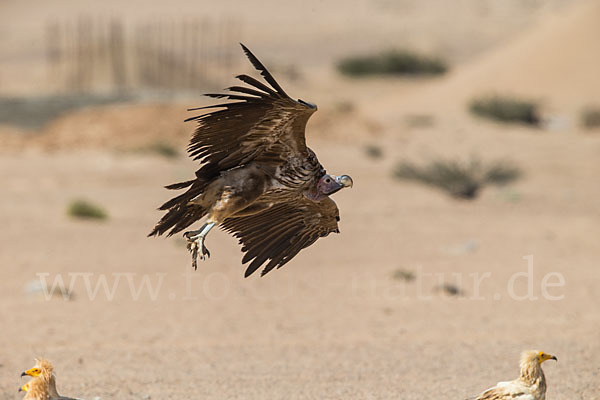 Ohrengeier (Aegypius tracheliotus)