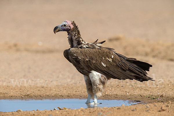 Ohrengeier (Aegypius tracheliotus)