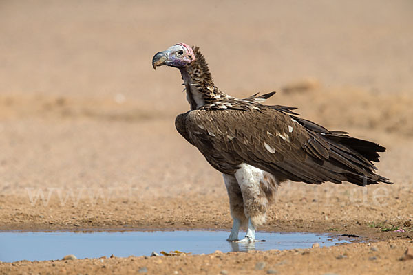 Ohrengeier (Aegypius tracheliotus)