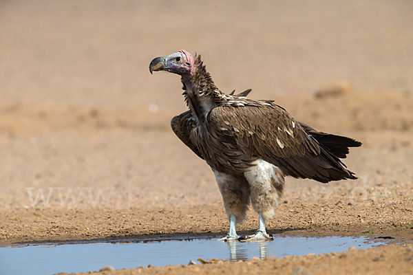 Ohrengeier (Aegypius tracheliotus)