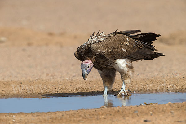 Ohrengeier (Aegypius tracheliotus)