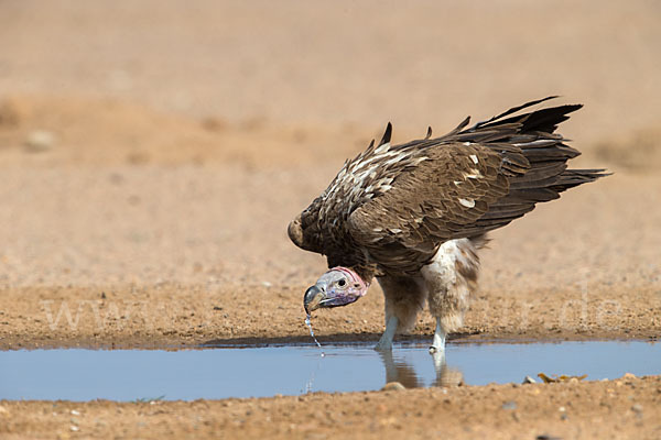 Ohrengeier (Aegypius tracheliotus)