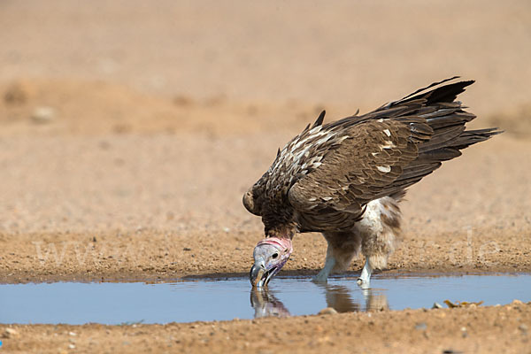 Ohrengeier (Aegypius tracheliotus)