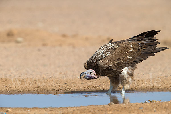 Ohrengeier (Aegypius tracheliotus)