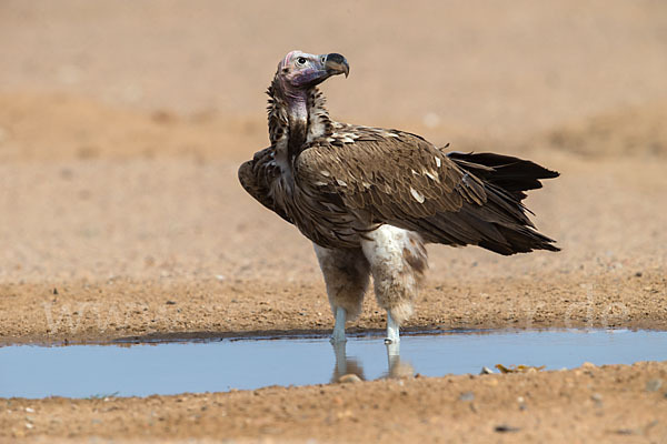 Ohrengeier (Aegypius tracheliotus)