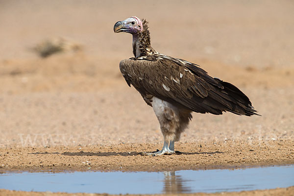 Ohrengeier (Aegypius tracheliotus)