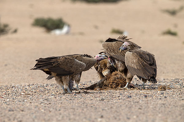 Ohrengeier (Aegypius tracheliotus)