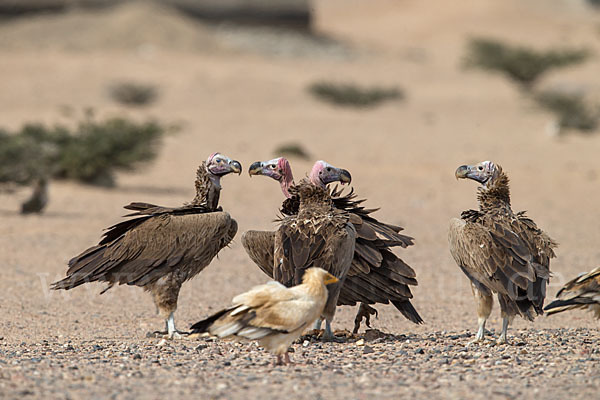 Ohrengeier (Aegypius tracheliotus)