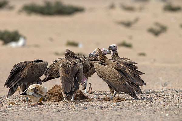 Ohrengeier (Aegypius tracheliotus)