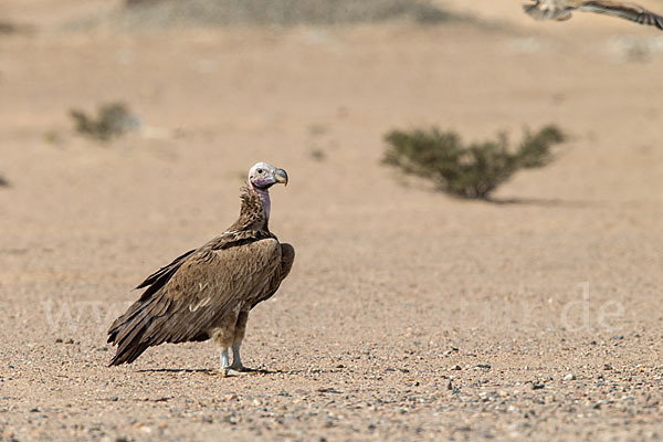 Ohrengeier (Aegypius tracheliotus)