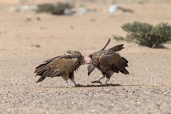 Ohrengeier (Aegypius tracheliotus)