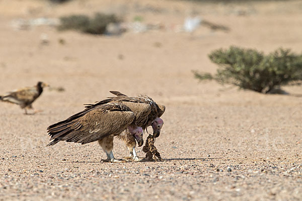 Ohrengeier (Aegypius tracheliotus)