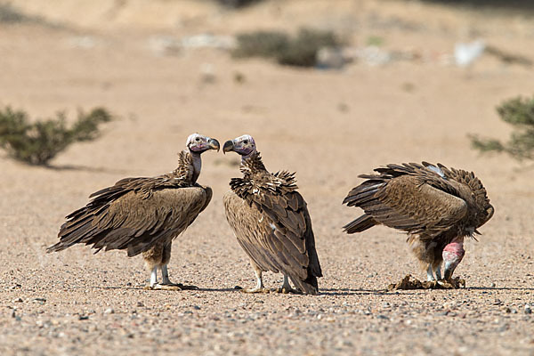 Ohrengeier (Aegypius tracheliotus)