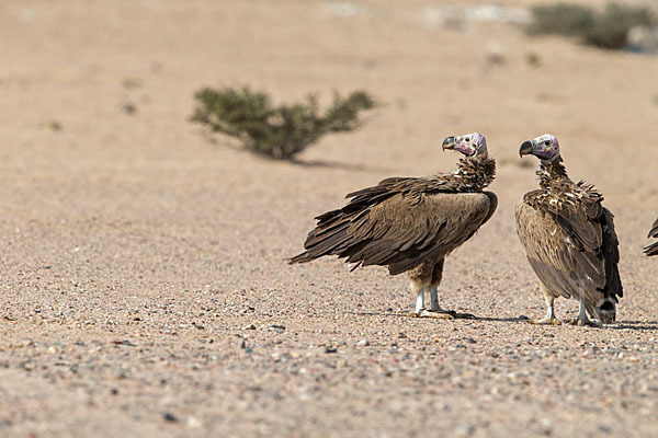 Ohrengeier (Aegypius tracheliotus)