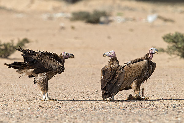 Ohrengeier (Aegypius tracheliotus)