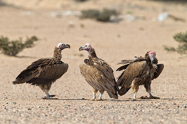 Ohrengeier (Aegypius tracheliotus)