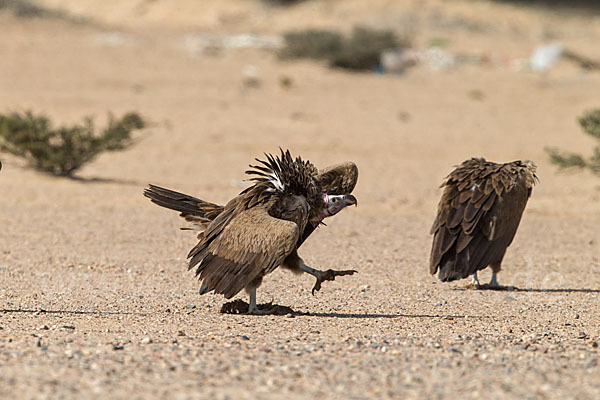 Ohrengeier (Aegypius tracheliotus)