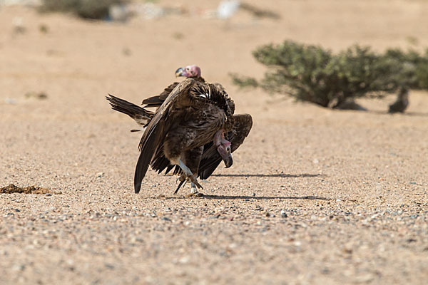 Ohrengeier (Aegypius tracheliotus)