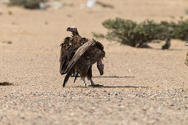 Ohrengeier (Aegypius tracheliotus)